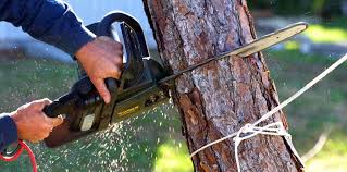 Best Tree Disease Treatment  in Lamar, TX